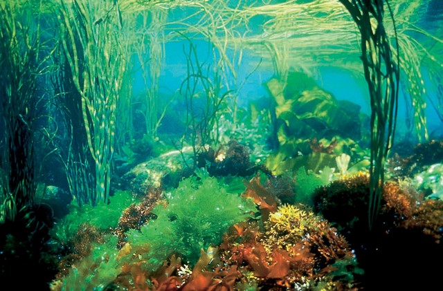 Les paysages sous-marins des côtes du Finistère